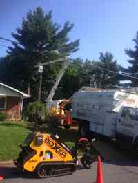 Removal of a White Pine tree.